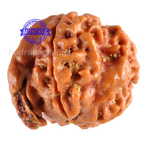 Nepalese Ganesh Rudraksha - Bead No. 58