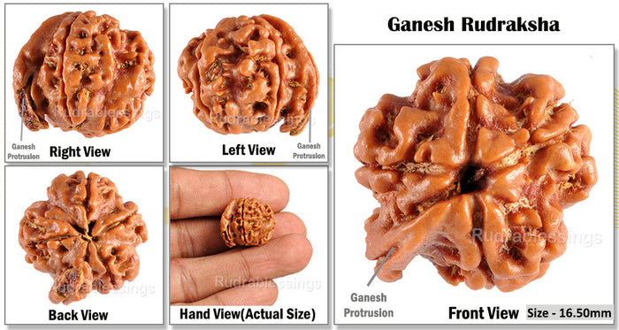 Nepalese Ganesh Rudraksha - Bead No. 58