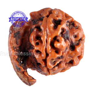 Nepalese Ganesh Rudraksha - Bead No. 59