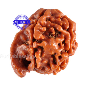 Nepalese Ganesh Rudraksha - Bead No. 60