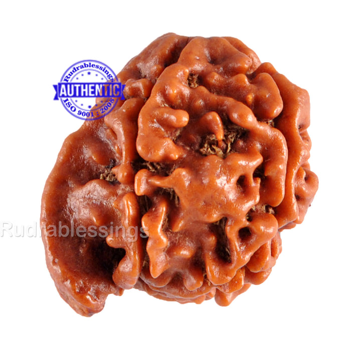 Nepalese Ganesh Rudraksha - Bead No. 60