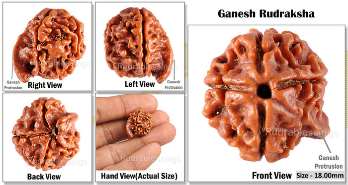 Nepalese Ganesh Rudraksha - Bead No. 60