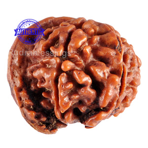 Nepalese Ganesh Rudraksha - Bead No. 61
