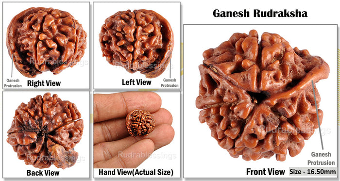 Nepalese Ganesh Rudraksha - Bead No. 61