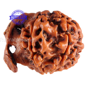 Nepalese Ganesh Rudraksha - Bead No. 62