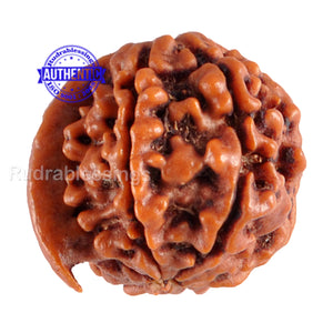 Nepalese Ganesh Rudraksha - Bead No. 63