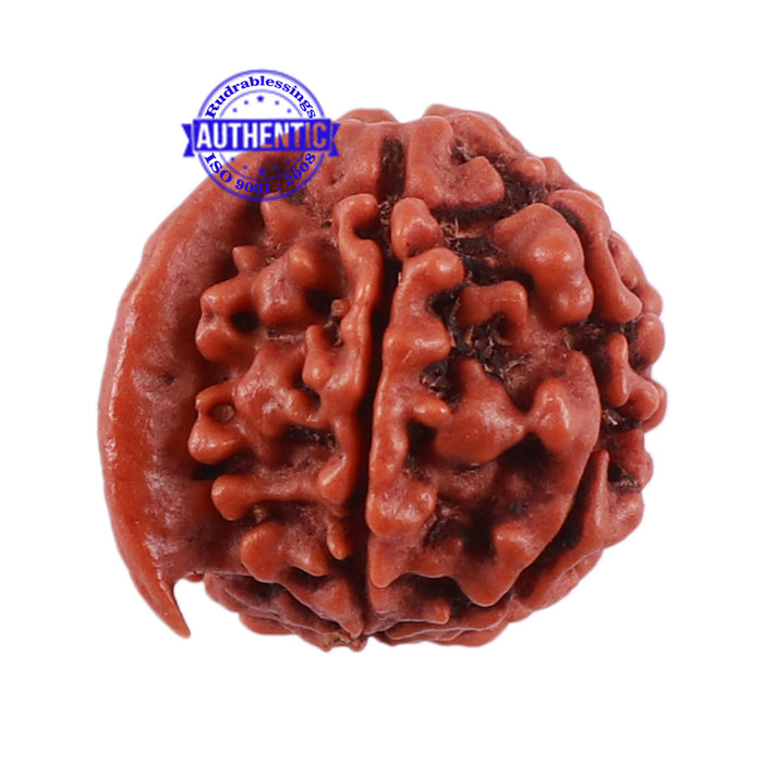 Nepalese Ganesh Rudraksha - Bead No. 63