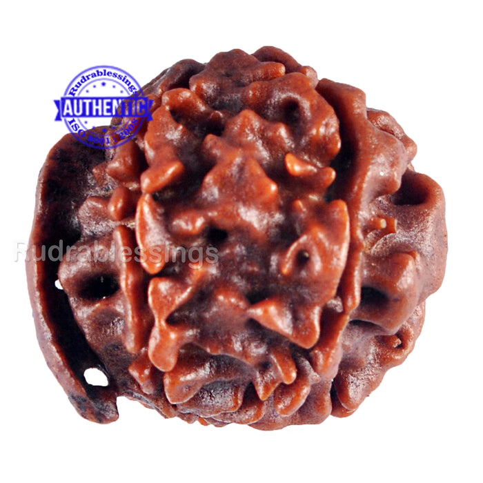 Nepalese Ganesh Rudraksha - Bead No. 64