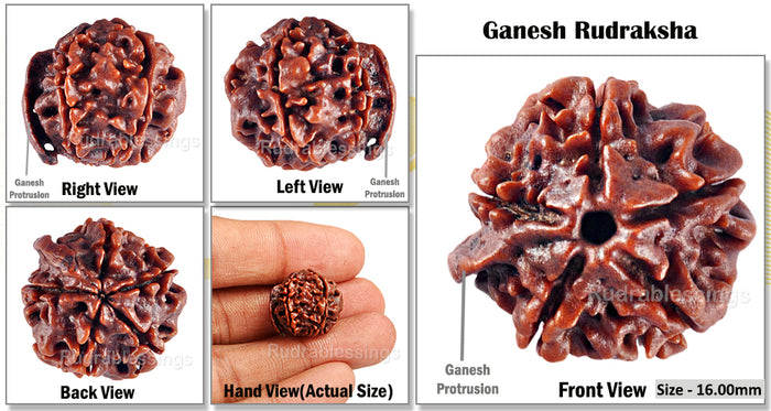 Nepalese Ganesh Rudraksha - Bead No. 64