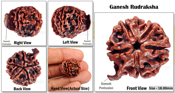 Nepalese Ganesh Rudraksha - Bead No. 65