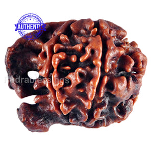 Nepalese Ganesh Rudraksha - Bead No. 66