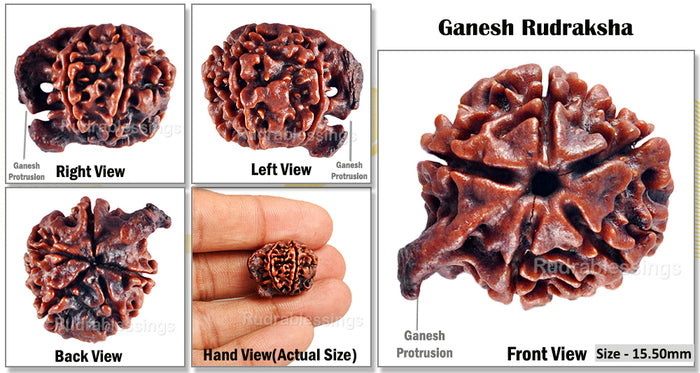 Nepalese Ganesh Rudraksha - Bead No. 66