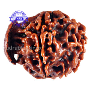 Nepalese Ganesh Rudraksha - Bead No. 67
