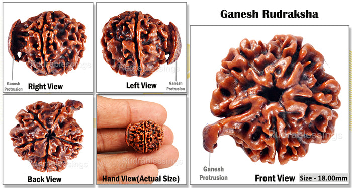 Nepalese Ganesh Rudraksha - Bead No. 67