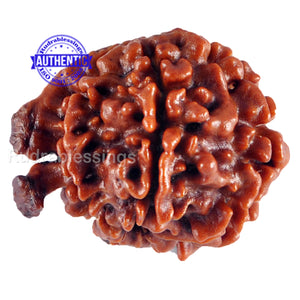 Nepalese Ganesh Rudraksha - Bead No. 68