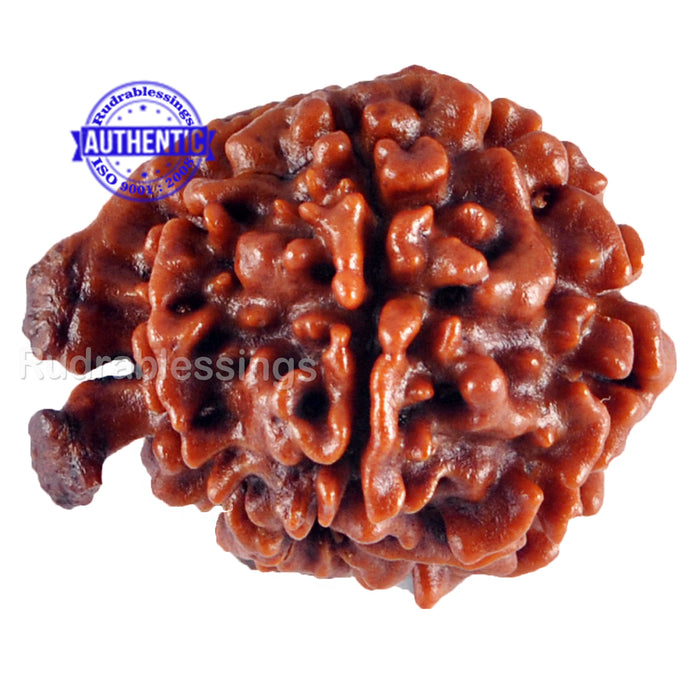 Nepalese Ganesh Rudraksha - Bead No. 68