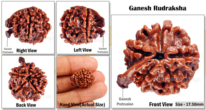 Nepalese Ganesh Rudraksha - Bead No. 68
