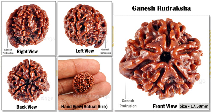 Nepalese Ganesh Rudraksha - Bead No. 69