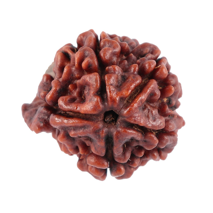 Nepalese Ganesh Rudraksha - Bead No. 70