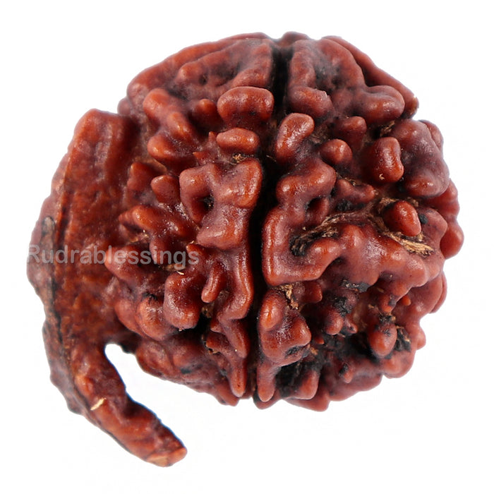 Nepalese Ganesh Rudraksha - Bead No. 70