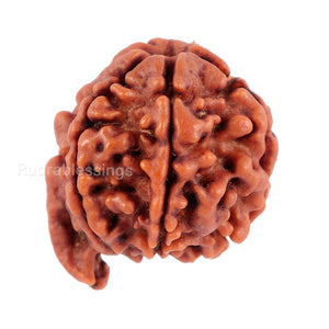 Nepalese Ganesh Rudraksha - Bead No. 71