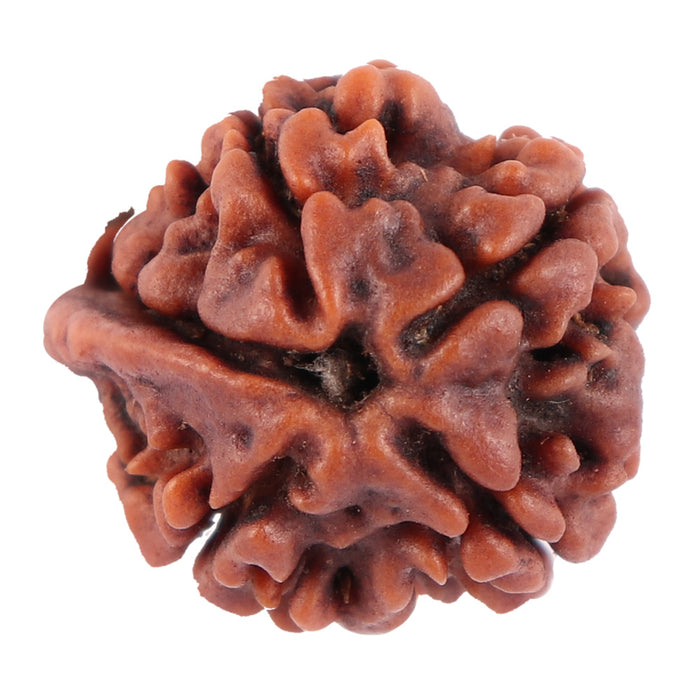 Nepalese Ganesh Rudraksha - Bead No. 72