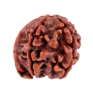 Nepalese Ganesh Rudraksha - Bead No. 72