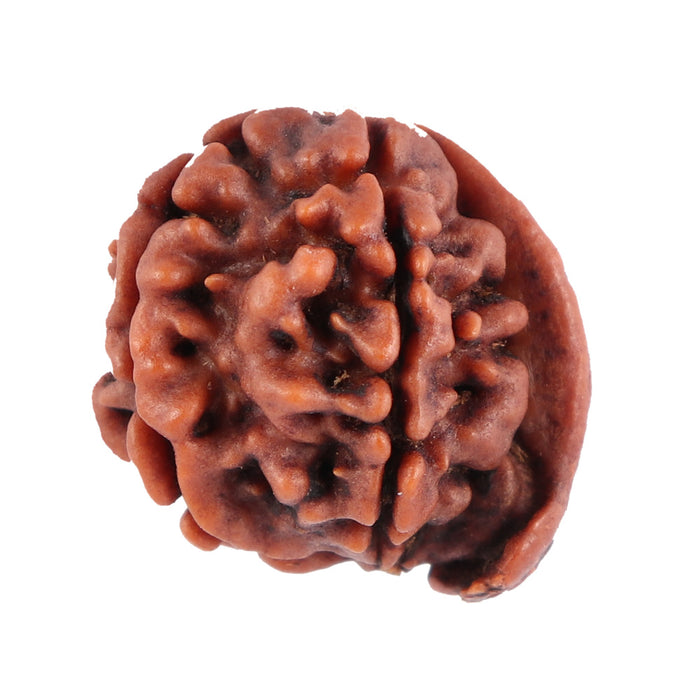 Nepalese Ganesh Rudraksha - Bead No. 72