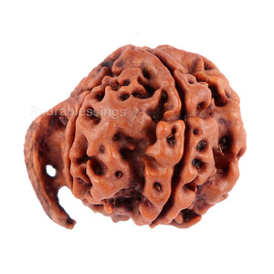 Nepalese Ganesh Rudraksha - Bead No. 73