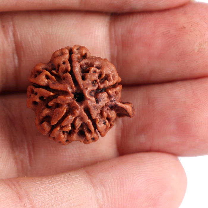 Nepalese Ganesh Rudraksha - Bead No. 73