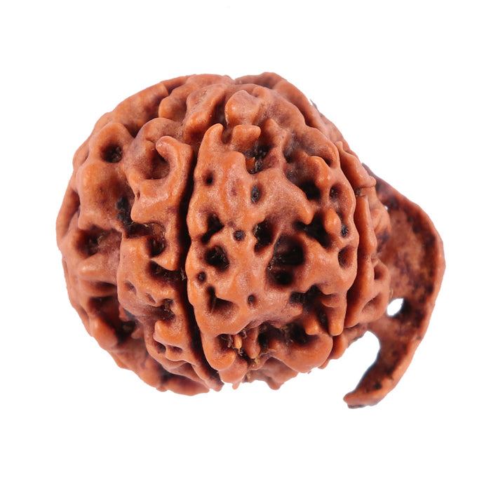 Nepalese Ganesh Rudraksha - Bead No. 73