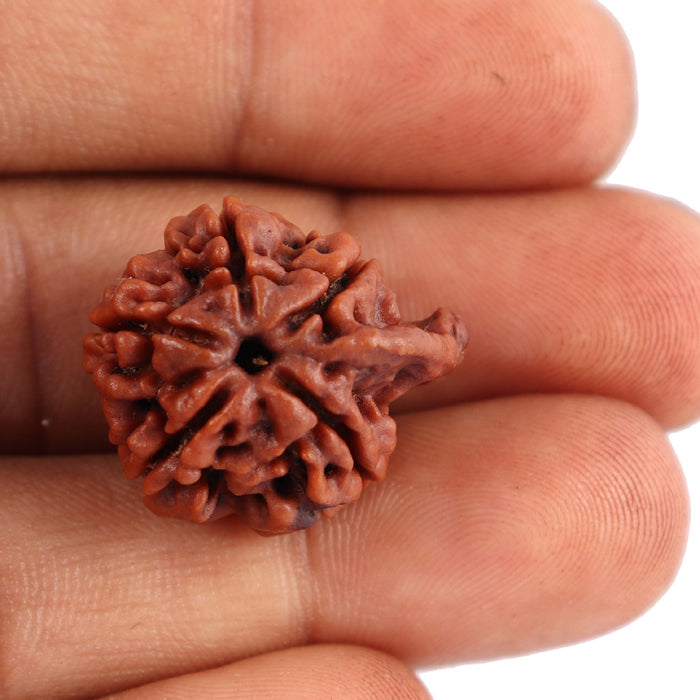 Nepalese Ganesh Rudraksha - Bead No. 74