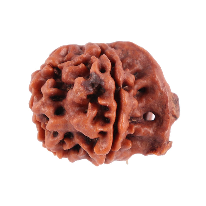 Nepalese Ganesh Rudraksha - Bead No. 74