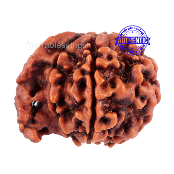 Nepalese Ganesh Rudraksha - Bead No. 75