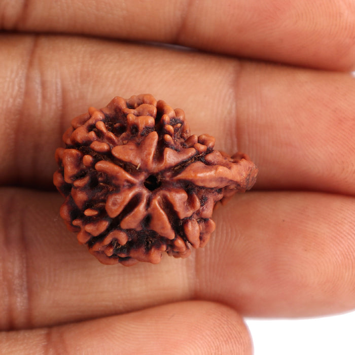 Nepalese Ganesh Rudraksha - Bead No. 75