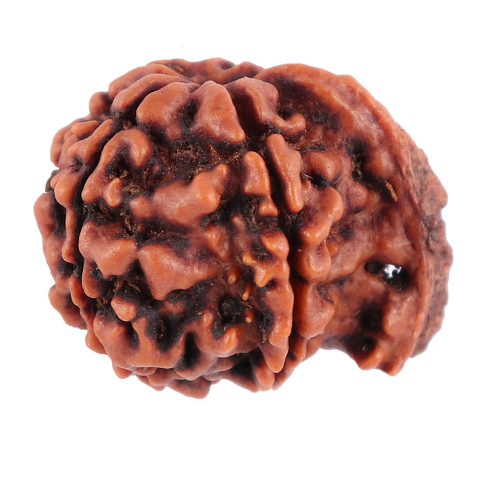 Nepalese Ganesh Rudraksha - Bead No. 75