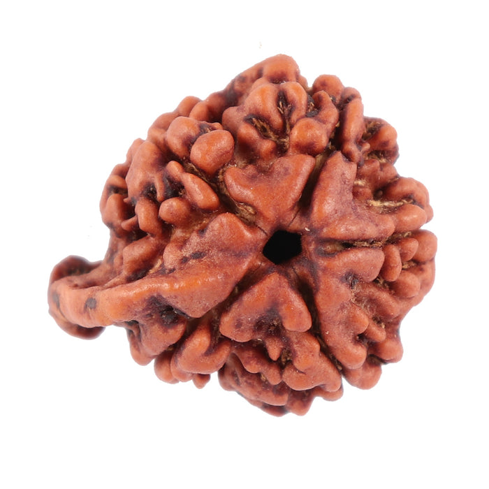 Nepalese Ganesh Rudraksha - Bead No. 76