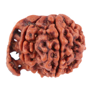 Nepalese Ganesh Rudraksha - Bead No. 76