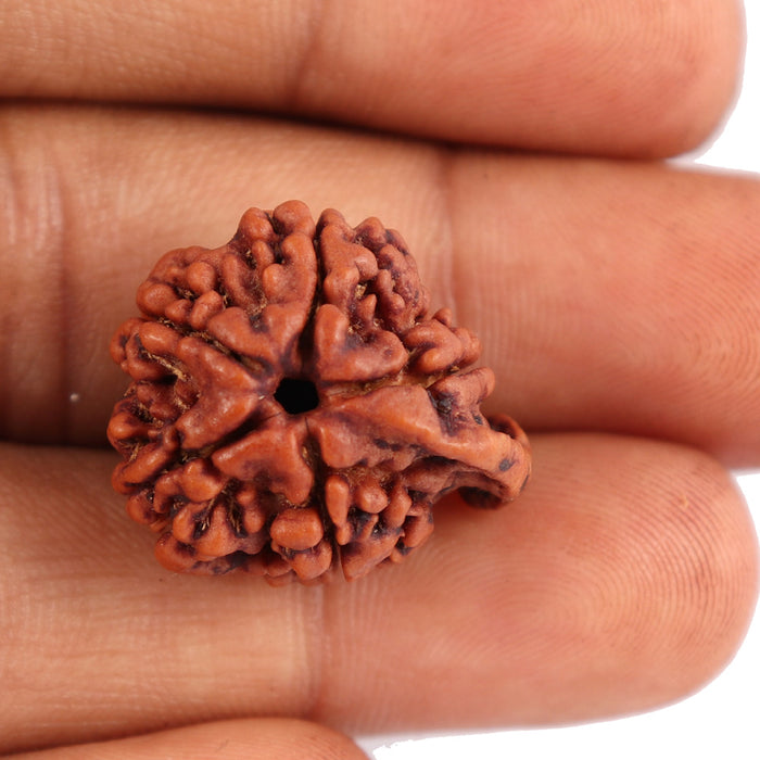 Nepalese Ganesh Rudraksha - Bead No. 76