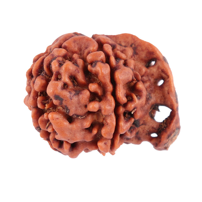Nepalese Ganesh Rudraksha - Bead No. 76