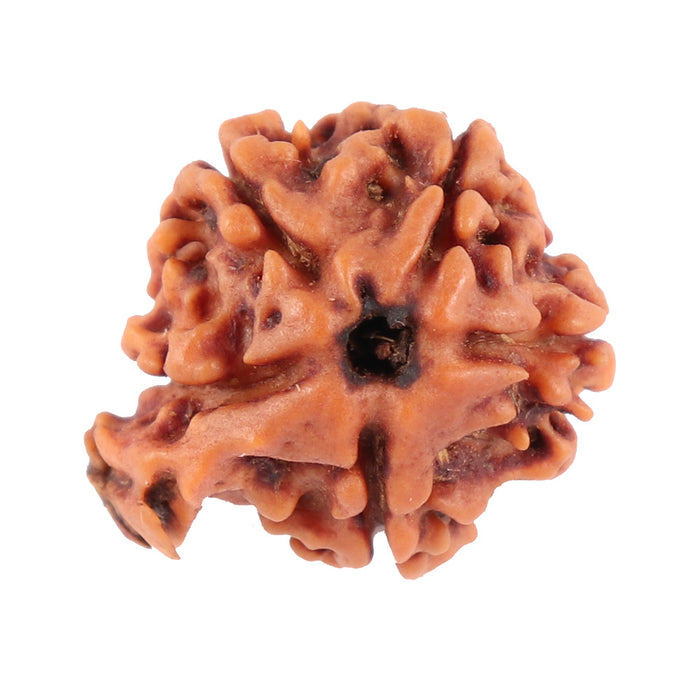 Nepalese Ganesh Rudraksha - Bead No. 77