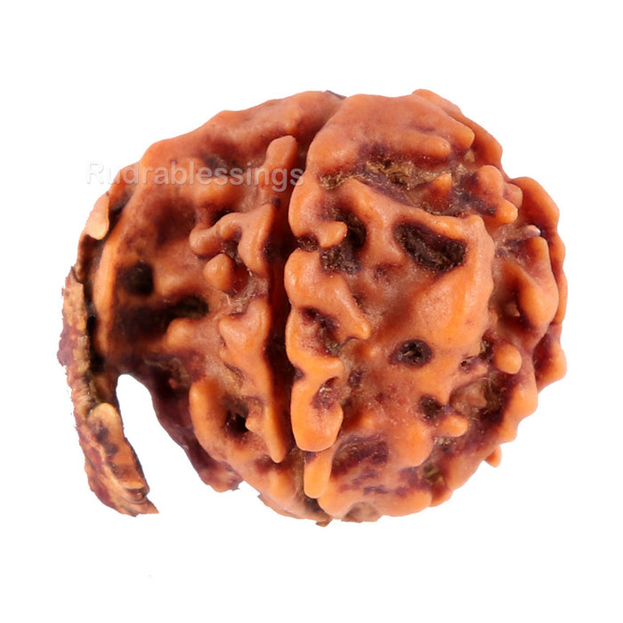 Nepalese Ganesh Rudraksha - Bead No. 77