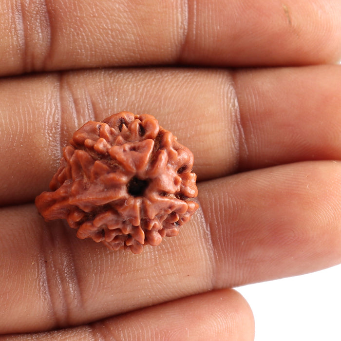 Nepalese Ganesh Rudraksha - Bead No. 78