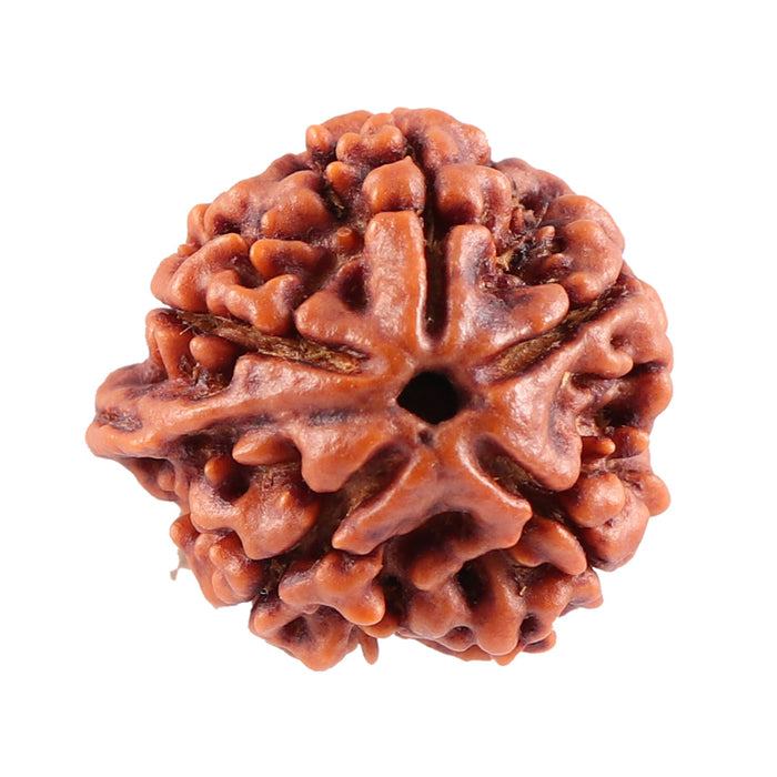 Nepalese Ganesh Rudraksha - Bead No. 79