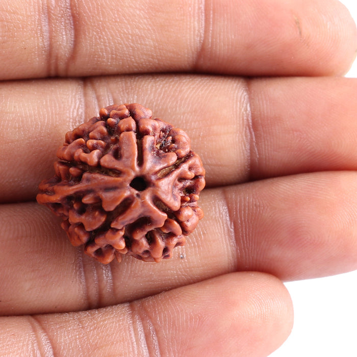 Nepalese Ganesh Rudraksha - Bead No. 79