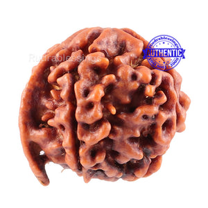 Nepalese Ganesh Rudraksha - Bead No. 79