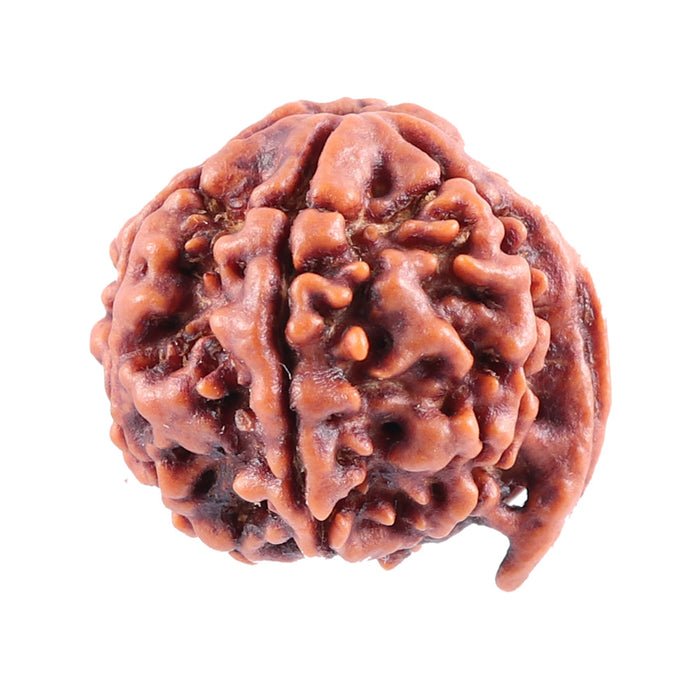 Nepalese Ganesh Rudraksha - Bead No. 79