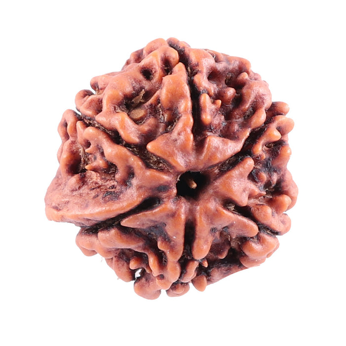 Nepalese Ganesh Rudraksha - Bead No. 80