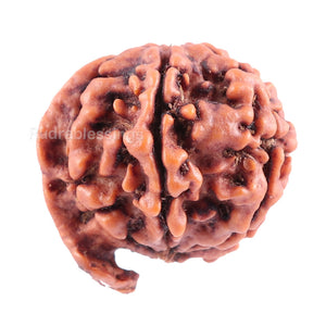 Nepalese Ganesh Rudraksha - Bead No. 80