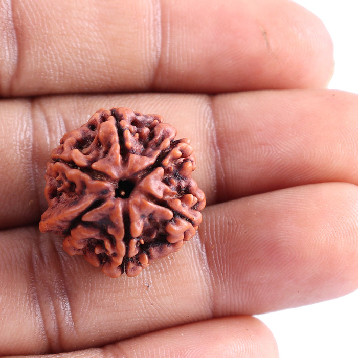 Nepalese Ganesh Rudraksha - Bead No. 80
